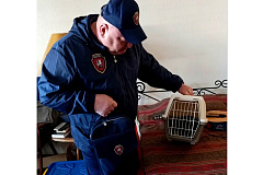 Сотрудники «Московской безопасности» помогли спасти запертых в квартире кошек